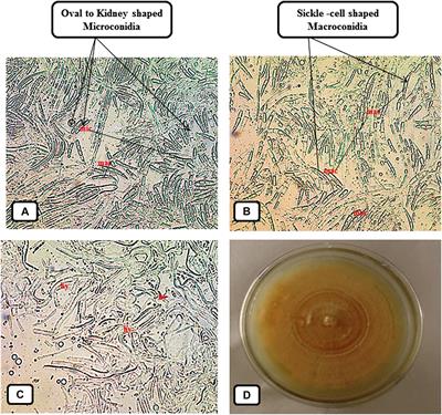 Trichoderma erinaceum Bio-Priming Modulates the WRKYs Defense Programming in Tomato Against the Fusarium oxysporum f. sp. lycopersici (Fol) Challenged Condition